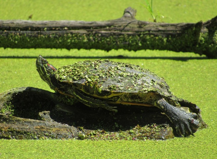 Red-ear Slider